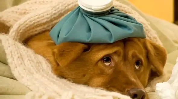 علائم بیماری در سگ‌ها: از بی‌حالی تا تب