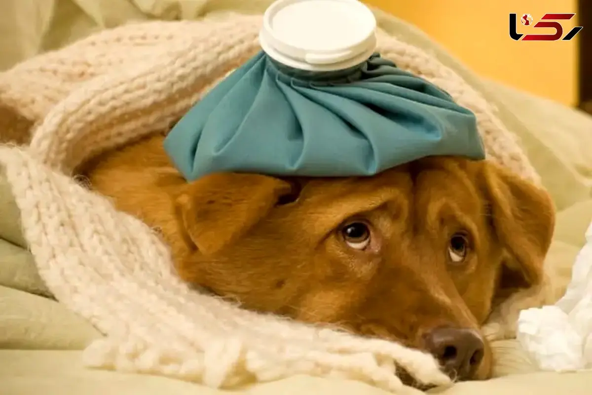 علائم بیماری در سگ‌ها: از بی‌حالی تا تب