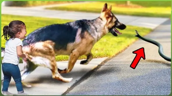 فیلم/ لحظه های درخشانی که سگ های شجاع، جان انسان ها را نجات می دهند 