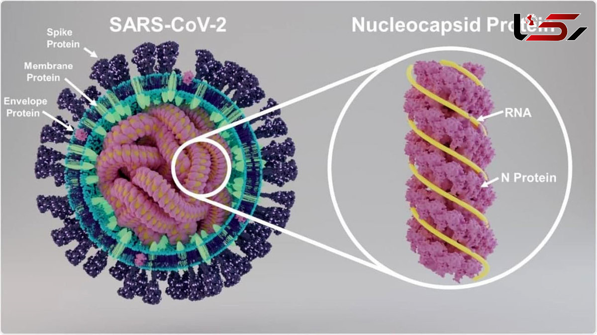 تولید شکل نوترکیب پروتئین های کرونا توسط محققان دانشگاه صنعتی اصفهان