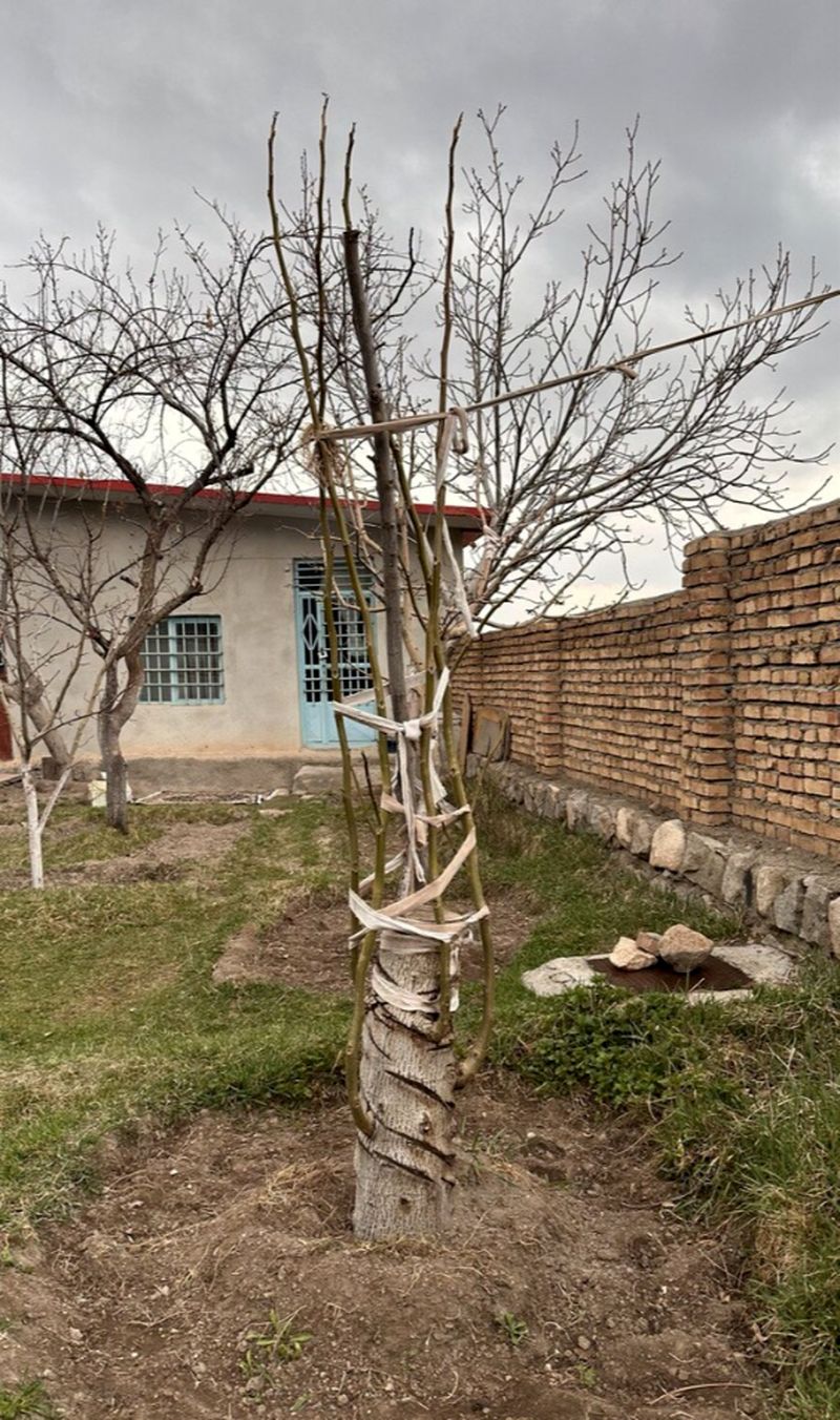 خلاقیت خنده‌دار کشاورز