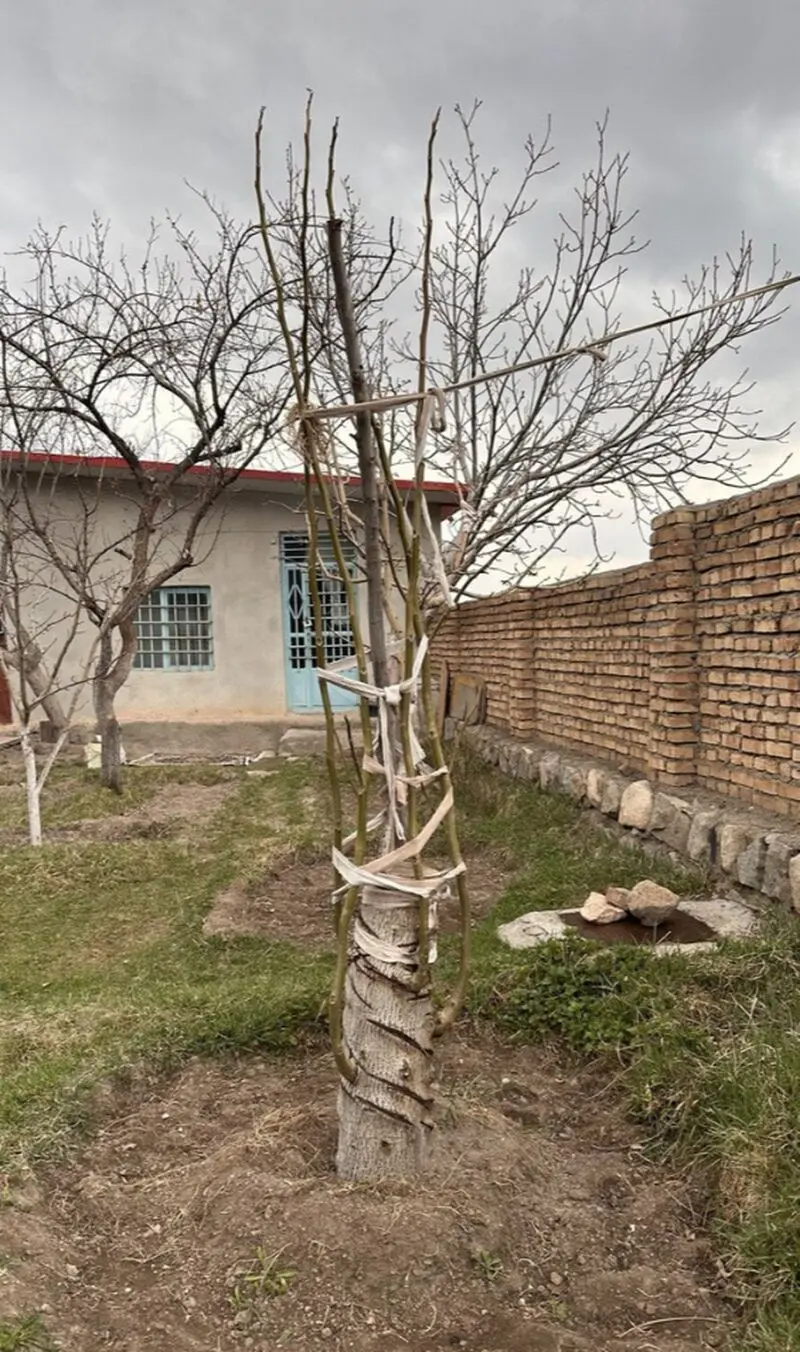 خلاقیت خنده‌دار کشاورز