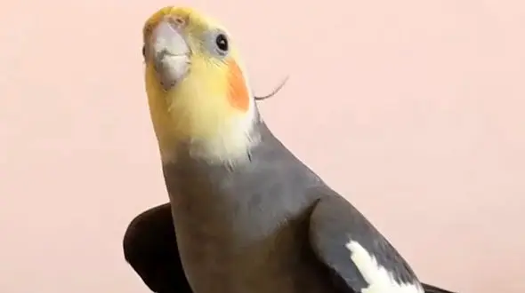 عروس هلندی غرق در خوانندگی + فیلم