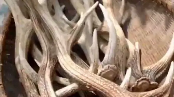 چسب شاخ چگونه ساخته می‌شود؟ / بازگشت به یک روش قدیمی و کاربردی + فیلم