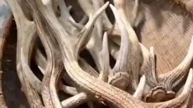 چسب شاخ چگونه ساخته می‌شود؟ / بازگشت به یک روش قدیمی و کاربردی + فیلم