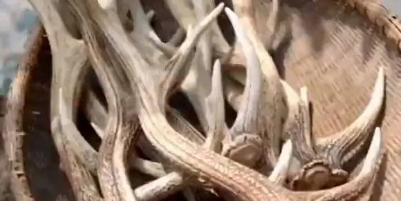 چسب شاخ چگونه ساخته می‌شود؟ / بازگشت به یک روش قدیمی و کاربردی