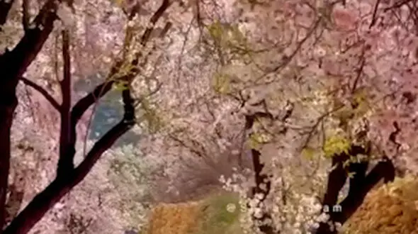 حال و هوا بهار شیراز 