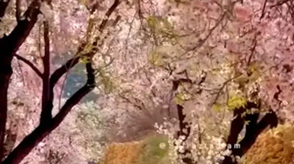 حال و هوا بهار شیراز 