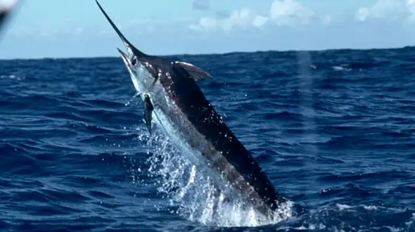 عاقبت جدال نیزه ماهی با ماهیگیر جوان 6 ساعت سرگردانی در دریا بود  