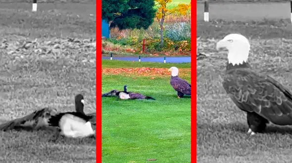 فیلم شکار غاز توسط عقاب سرسفید در زمین گلف