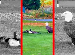 فیلم شکار غاز توسط عقاب سرسفید در زمین گلف