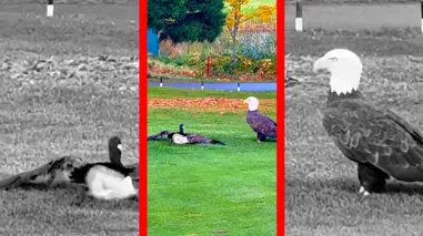 فیلم شکار غاز توسط عقاب سرسفید در زمین گلف