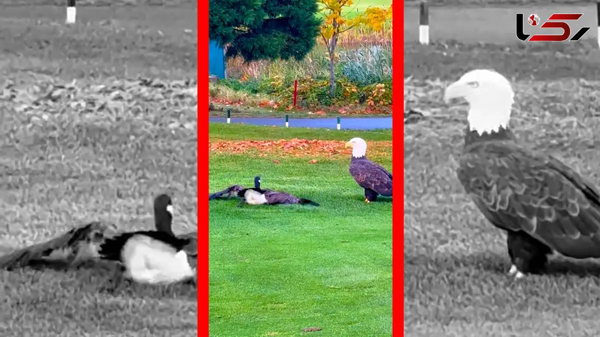 فیلم شکار غاز توسط عقاب سرسفید در زمین گلف