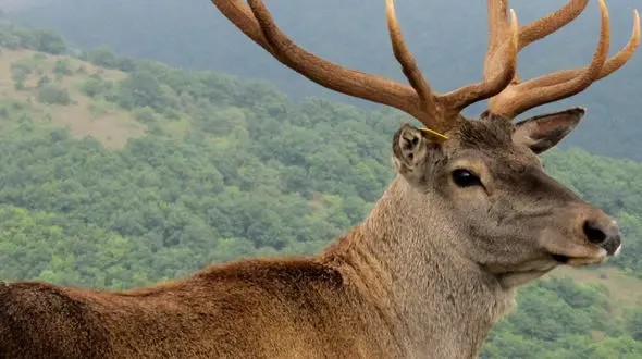 از مدل مو جدید اسب تا بسته شدن جاده توسط گوزن 