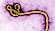 کشف جدید محققان در درمان ابولا