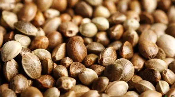 دانه ای جادویی برای لاغری