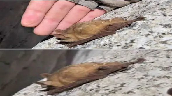 عکس عجیب / کشف خفاش حنایی در یزد