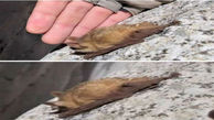 عکس عجیب / کشف خفاش حنایی در یزد