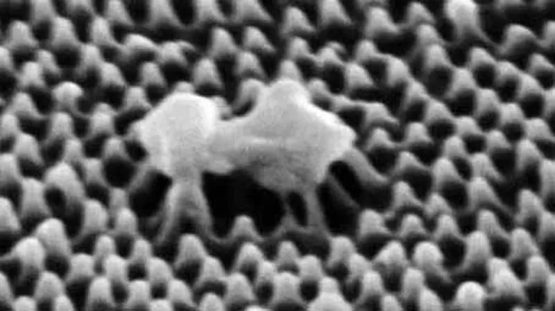 تصویر میکروسکوپی