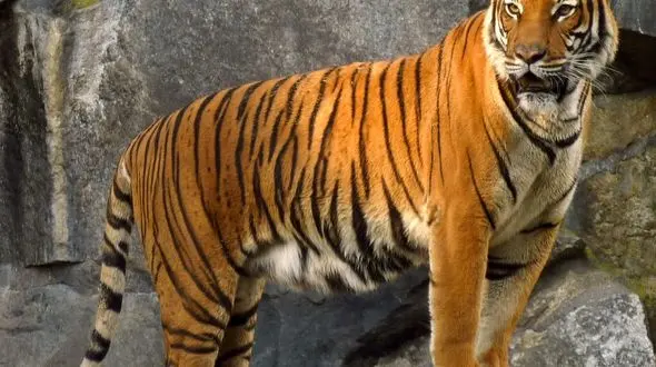 از ابهت ببر تا تلاش برای بقا