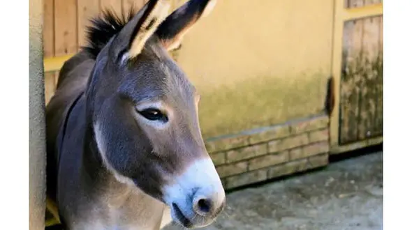 مرگ زن شبستری توسط یک الاغ !