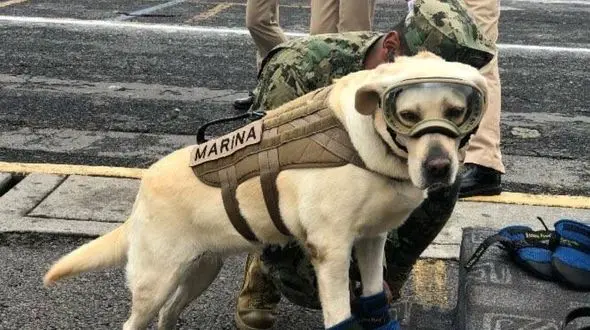 این سگ زنده یاب، قهرمان ملی مکزیک پس از زلزله شد + عکس 