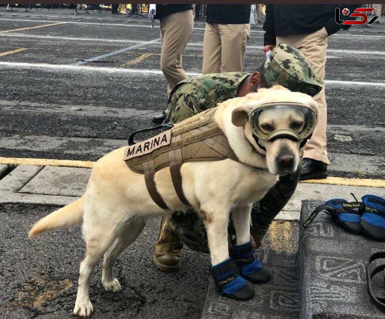 این سگ زنده یاب، قهرمان ملی مکزیک پس از زلزله شد + عکس 