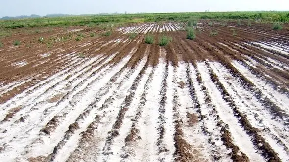 خاک ایران با خطر شوری مواجه است/ تهدید امنیت غذایی، کشاورزی و تعادل اقلیمی 