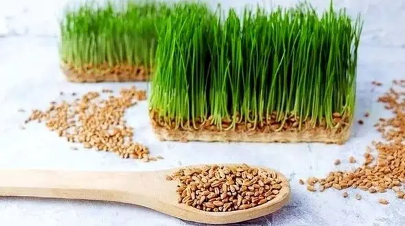 ترفند جادویی کاشت سبزه عید بدون خراب شدن + فیلم