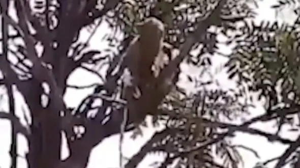 سرقت نمونه های آزمایشگاهی کروناویروس توسط میمون ها + فیلم / هند