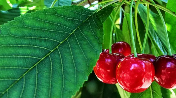 تعبیر خواب گیلاس