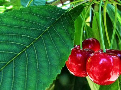 تعبیر خواب گیلاس