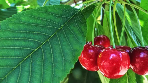 تعبیر خواب گیلاس