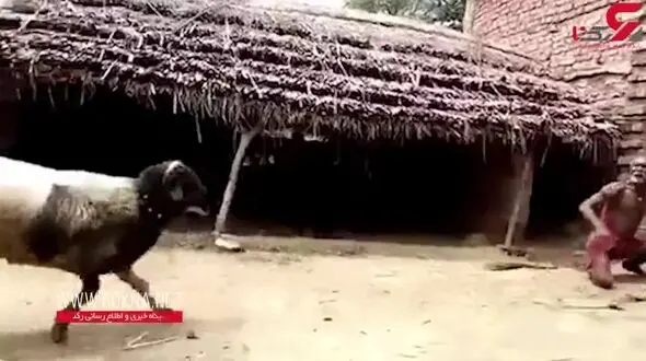 مبارزه عجیب پیرمرد هندو با یک گوسفند + فیلم