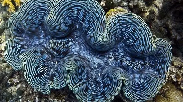 حلزون دریایی انرژی تولید می کند