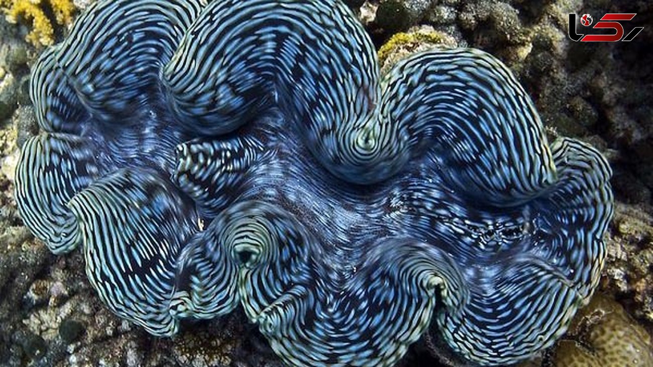 حلزون دریایی انرژی تولید می کند