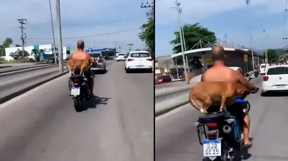 خوشحالی سگ از سوار شدن بر روی موتور + فیلم               