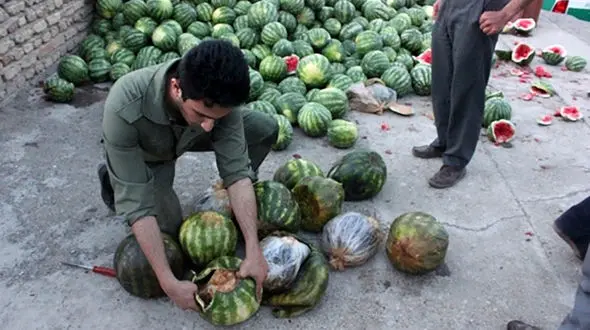 بازداشت 2 مرد که هندوانه تریاکی می فروختند + عکس