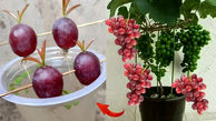 یک روش بی دردسر و ساده برای کاشت درخت انگور قرمز از طریق حبه در خانه + فیلم