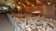 تولید ۱۴۴۵ میلیون تخم نطفه‌دار توسط مزارع مرغ مادر در سال گذشته