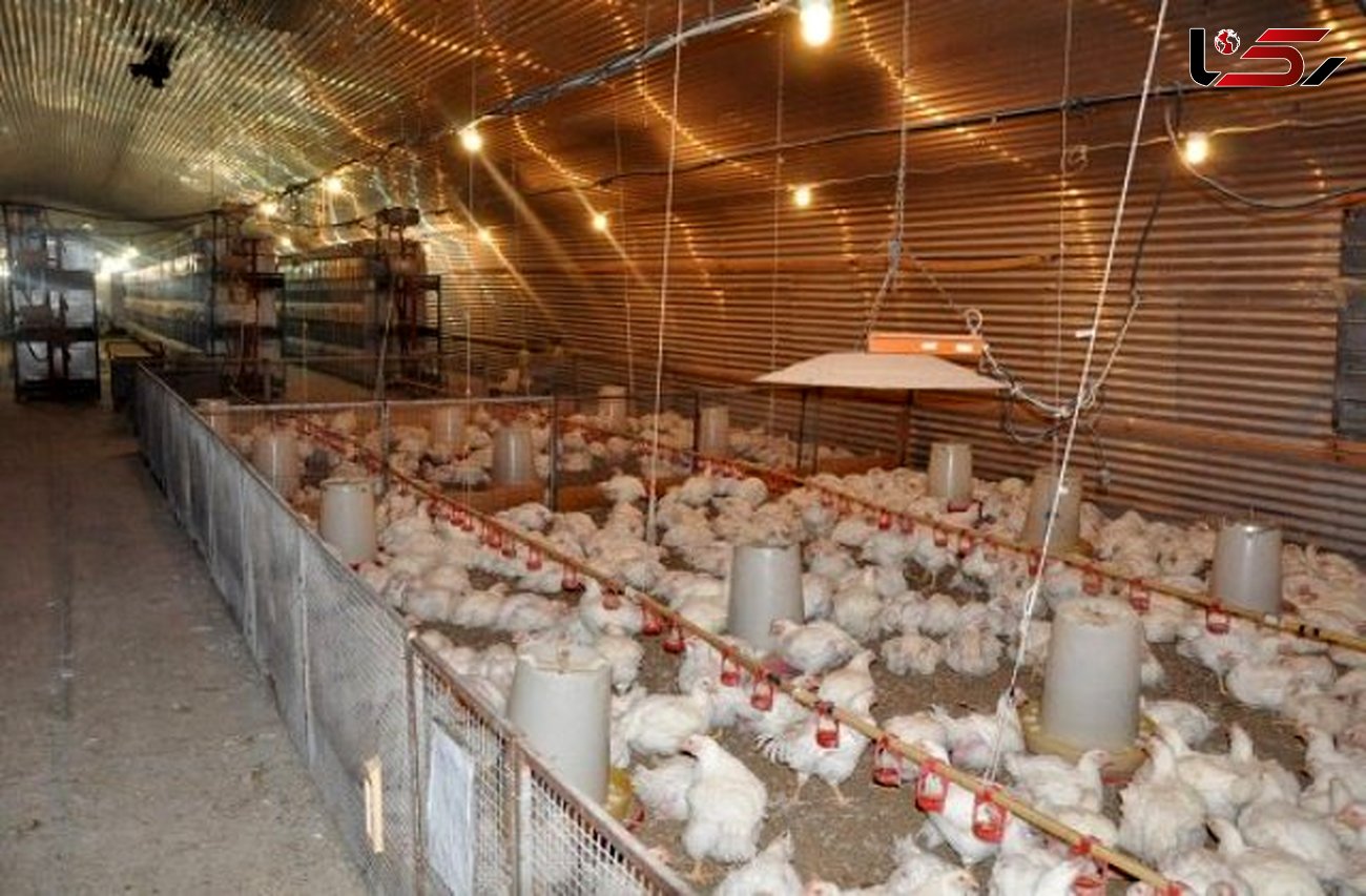 تولید ۱۴۴۵ میلیون تخم نطفه‌دار توسط مزارع مرغ مادر در سال گذشته