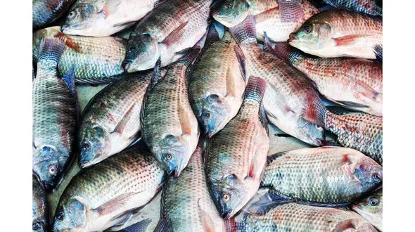 ممنوعیت پرورش تیلاپیا در اردبیل