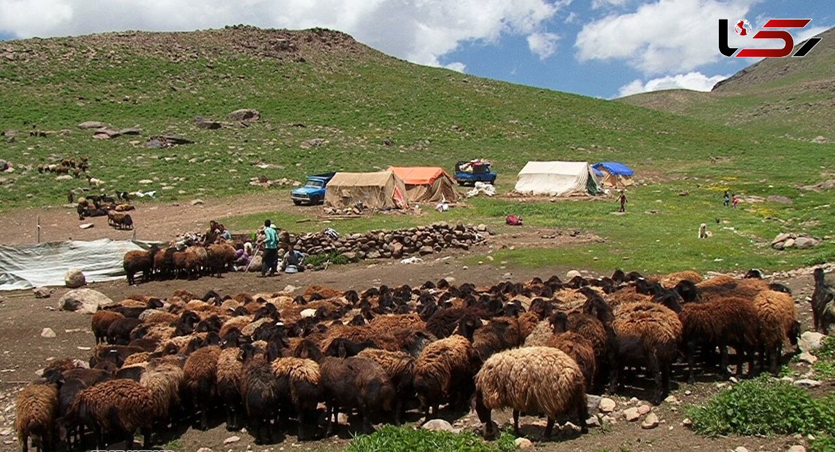 خراسان رضوی بزرگترین خریدار دام عشایر در کشور