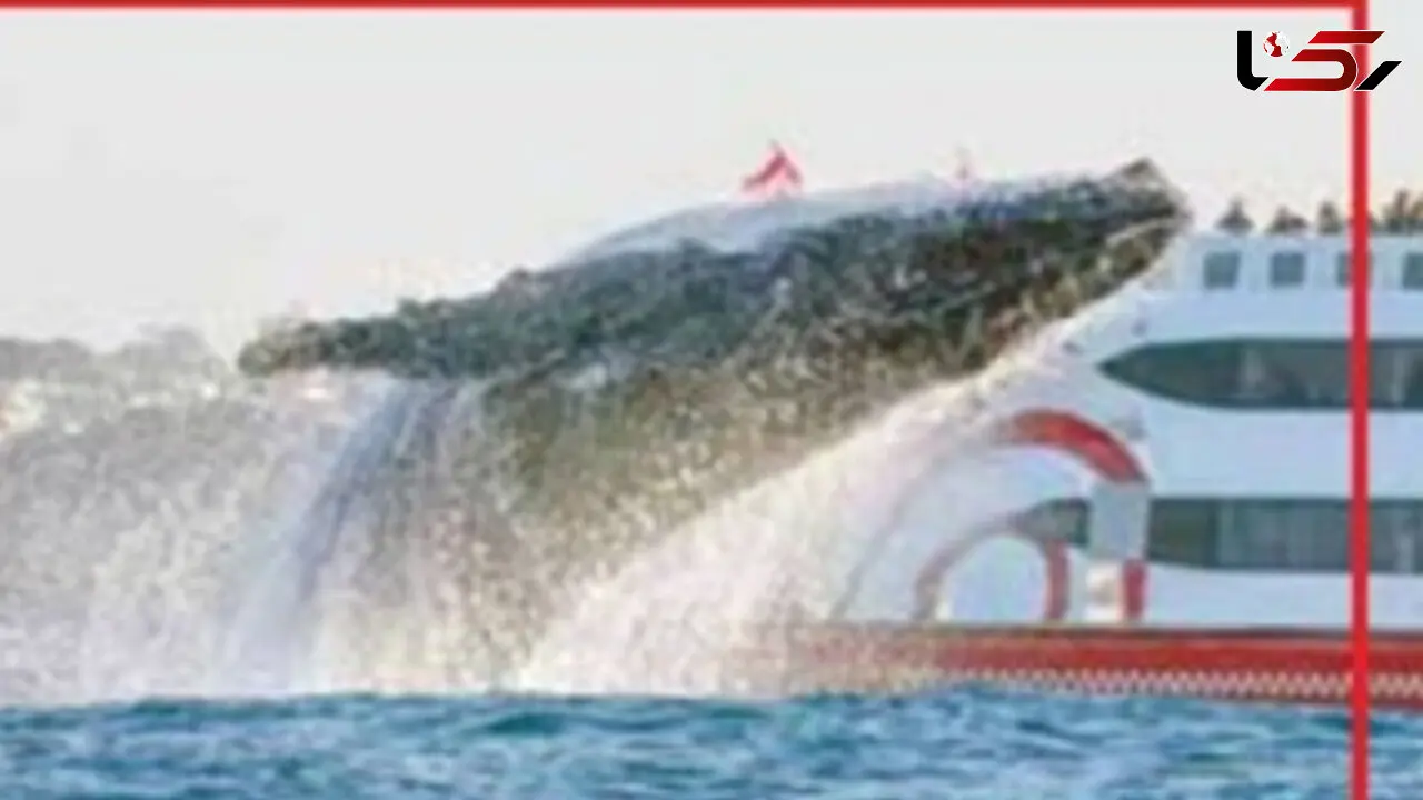 شیرجه دیدنی نهنگ غول پیکر +عکس