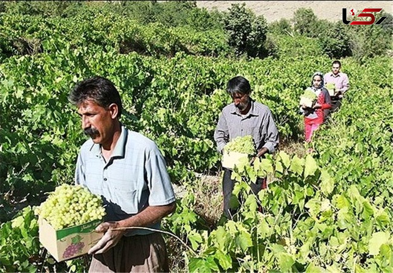بیش از ۸ هزار هکتار مجتمع باغی در کردستان احداث می شود