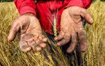 گندم کشاورزان به جای دولت نصیب دلالان می شود/ گرانی بذر عامل کاهش تحویل گندم و واردات می شود