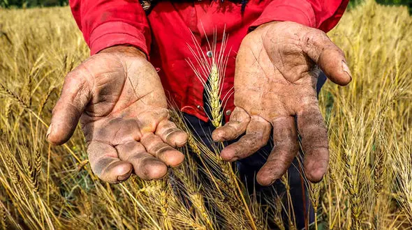 سال گذشته 80 درصد مزارع دیم از بین رفت، امسال احتمال تکرار وجود دارد