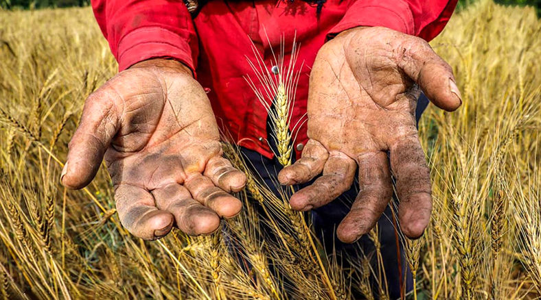 گندم کشاورزان به جای دولت نصیب دلالان می شود/ گرانی بذر عامل کاهش تحویل گندم و واردات می شود