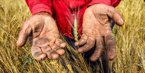 گندم کشاورزان به جای دولت نصیب دلالان می شود/ گرانی بذر عامل کاهش تحویل گندم و واردات می شود