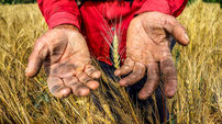 گندم کشاورزان به جای دولت نصیب دلالان می شود/ گرانی بذر عامل کاهش تحویل گندم و واردات می شود
